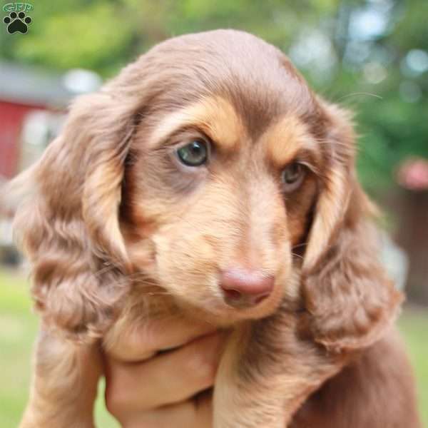 Cadbury – mini, Dachshund Puppy